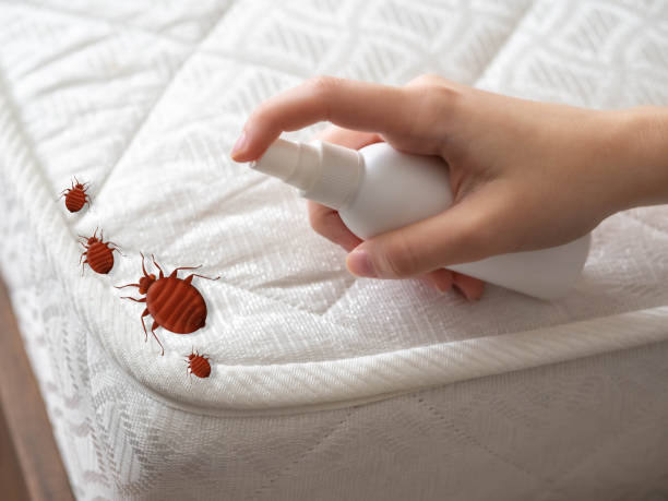 Best Pest Control Treatment  in Minoa, NY