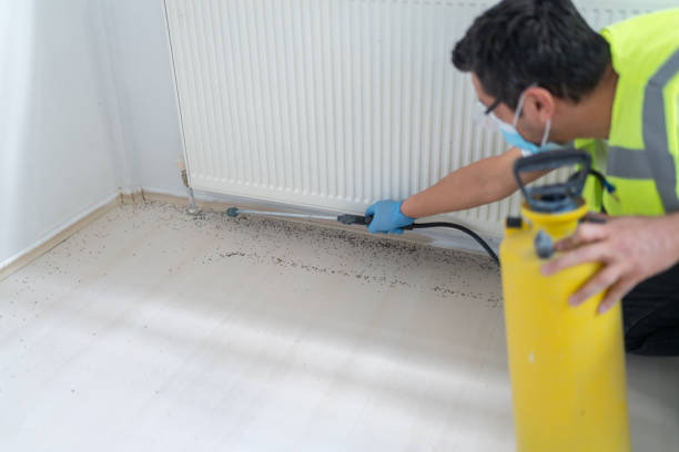 Wasp Removal Services in Minoa, NY